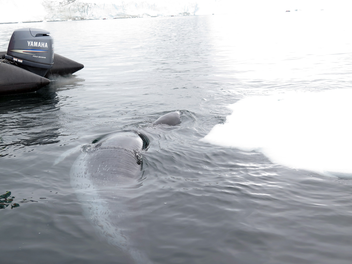 Leopard Seal