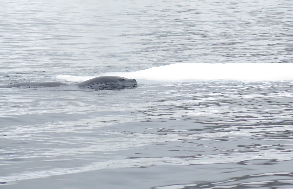 Leopard Seal