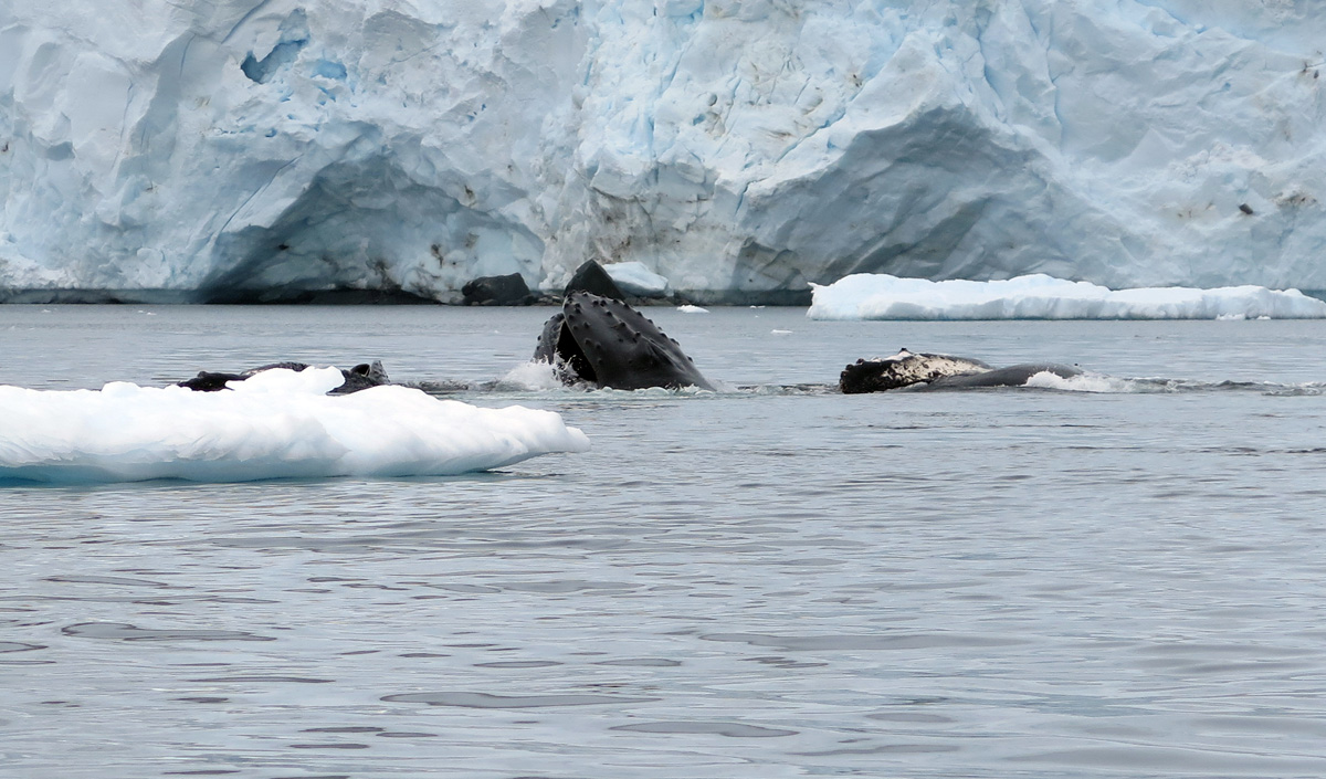 Humpback Whales