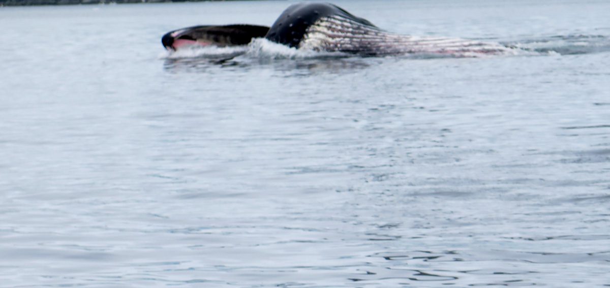 Humpback Whales