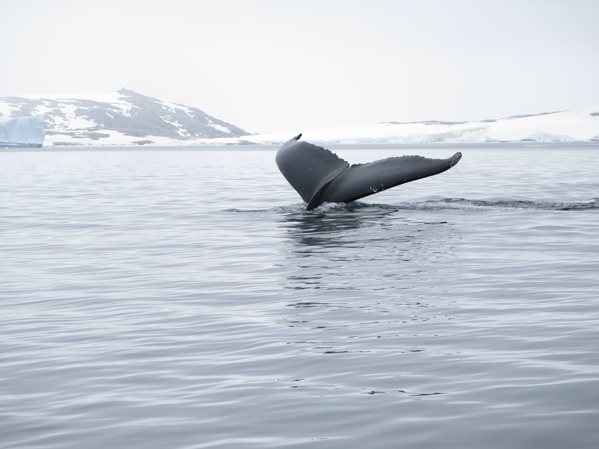 Humpback Whales