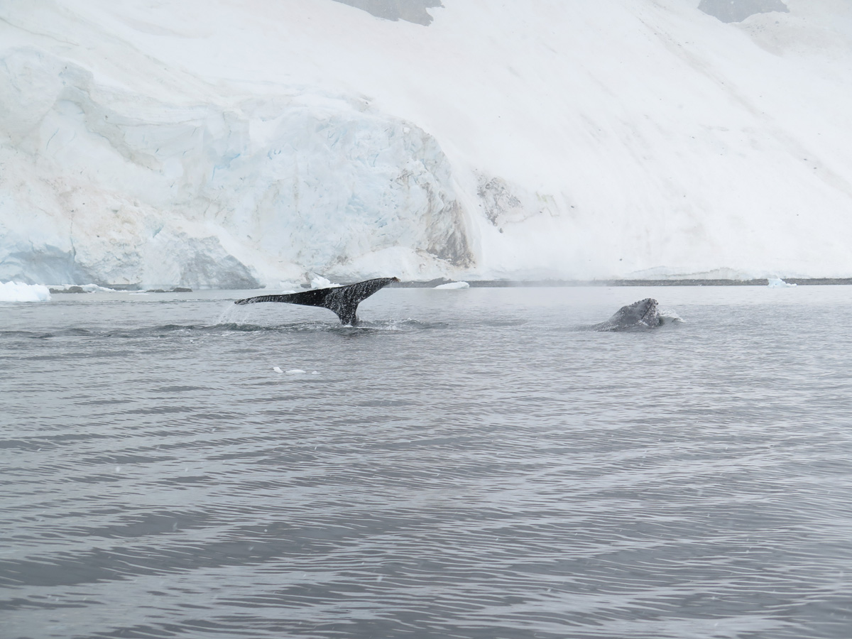 Humpback Whales