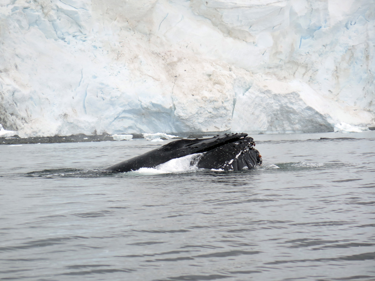 Humpback Whales