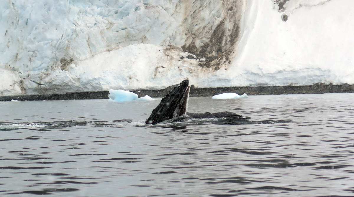 Humpback Whales