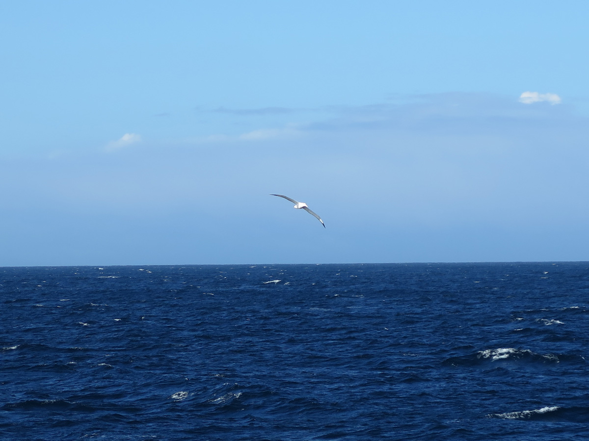 The Wandering Albatross