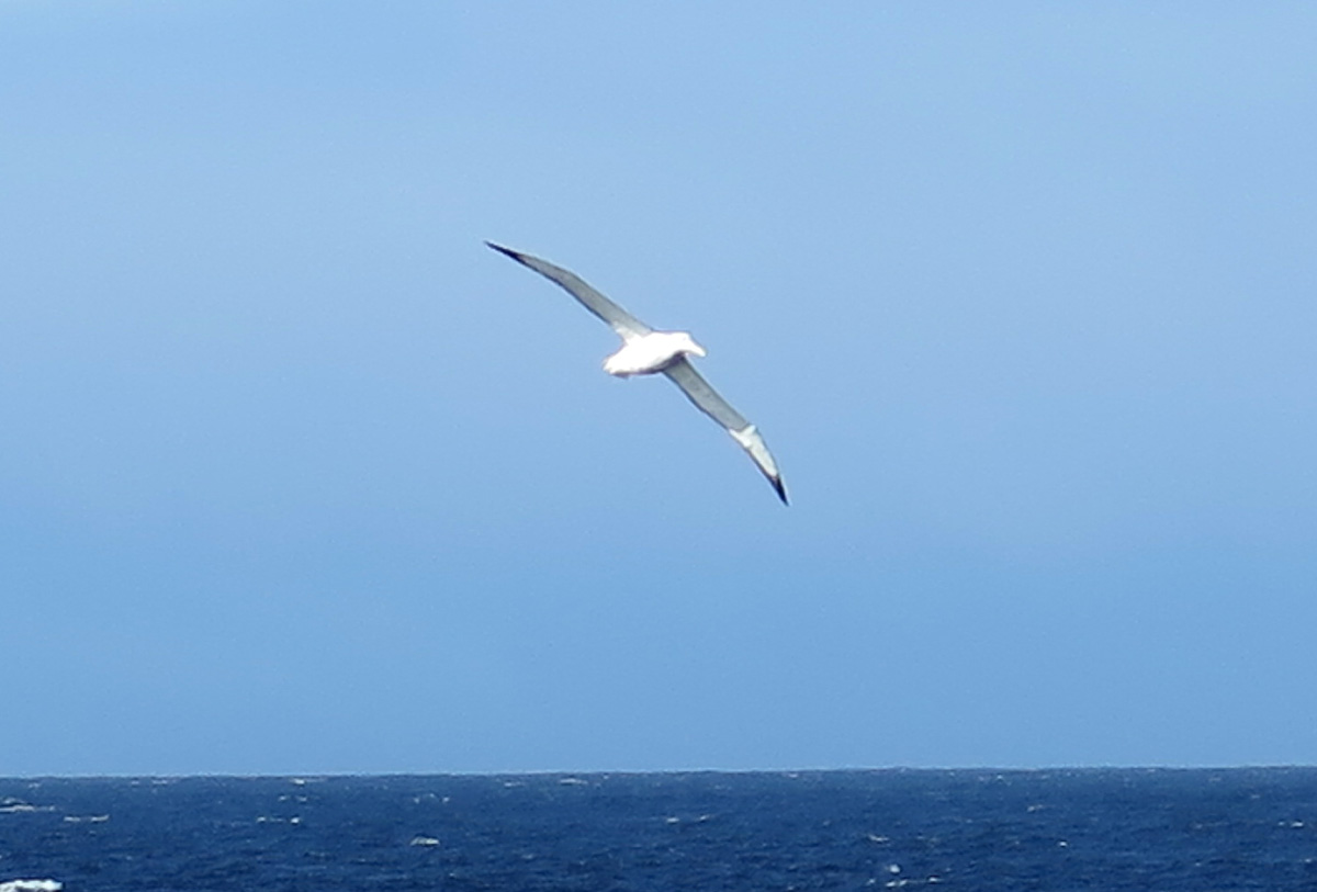 The Wandering Albatross