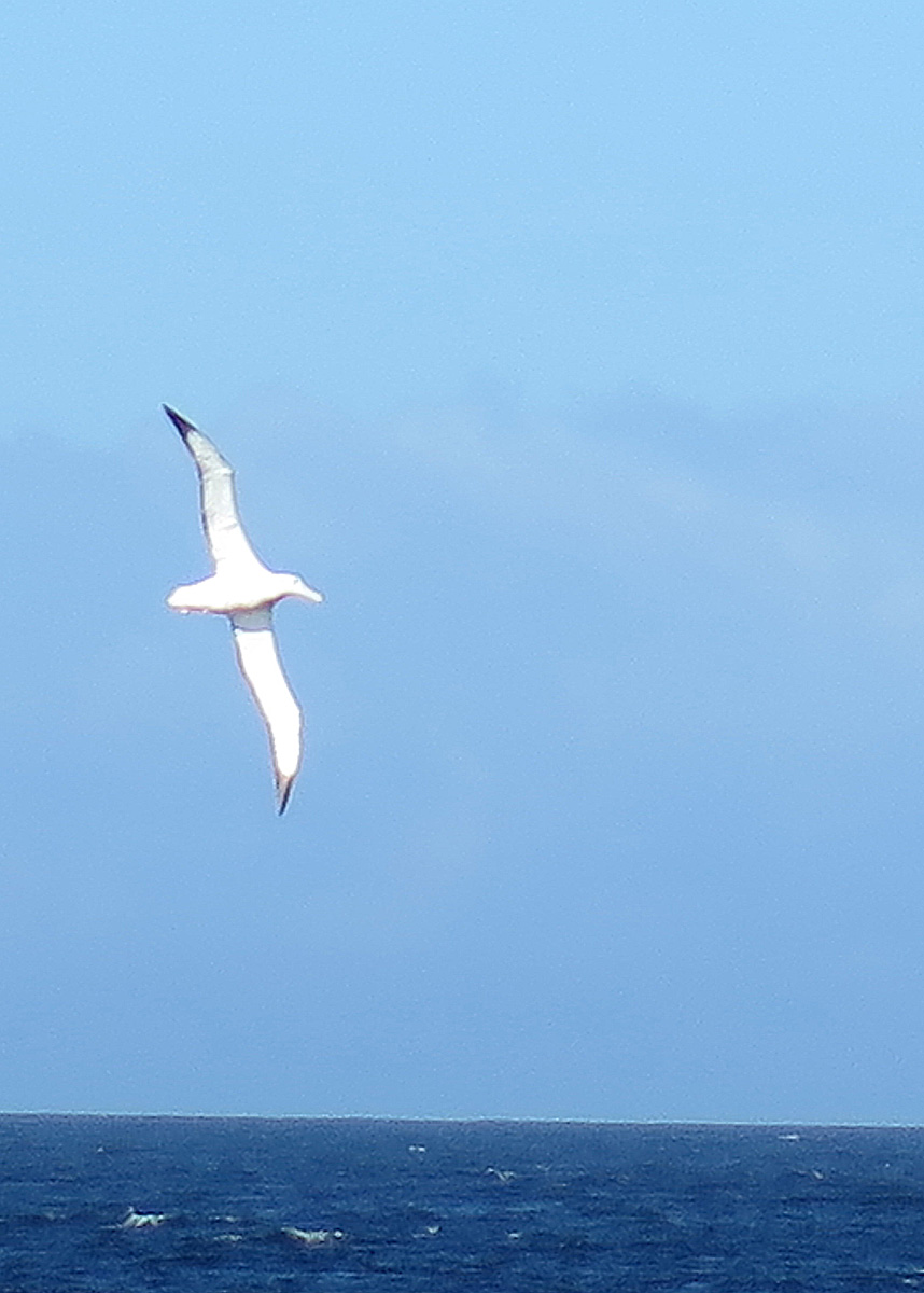 The Wandering Albatross