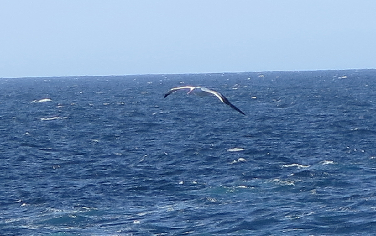 The Wandering Albatross