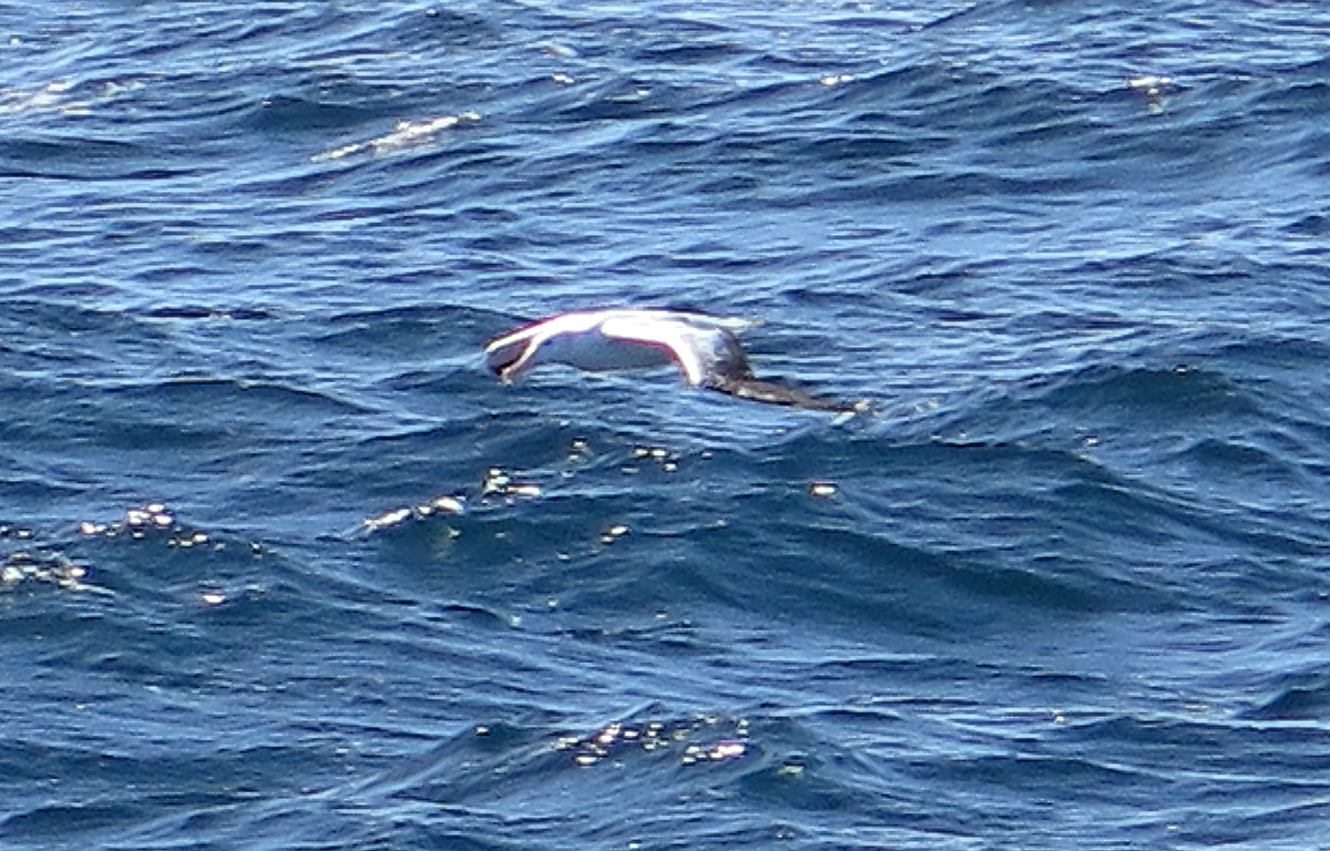 The Wandering Albatross