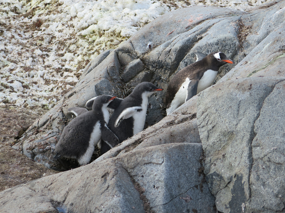 Port Lockroy
