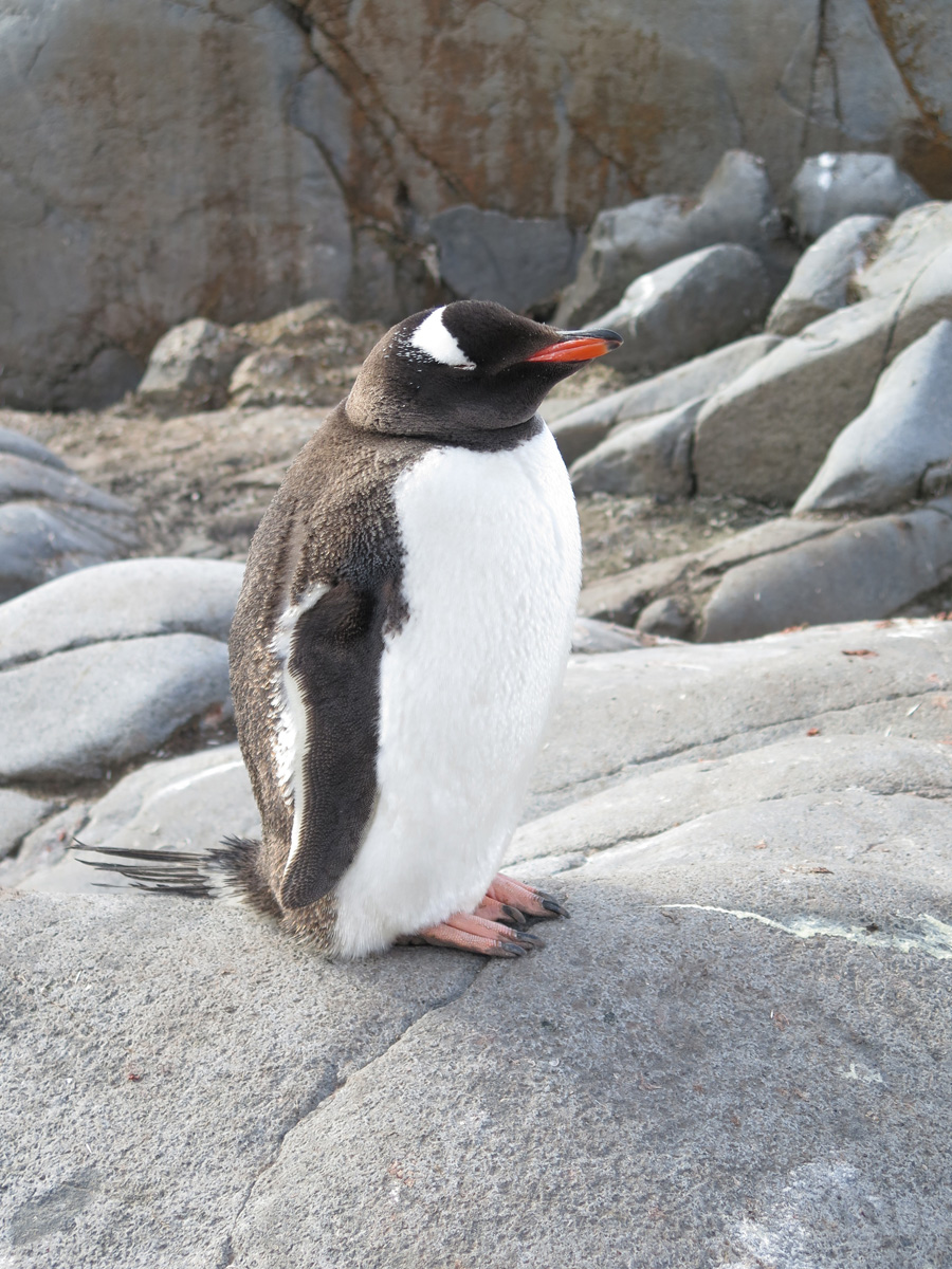 Port Lockroy