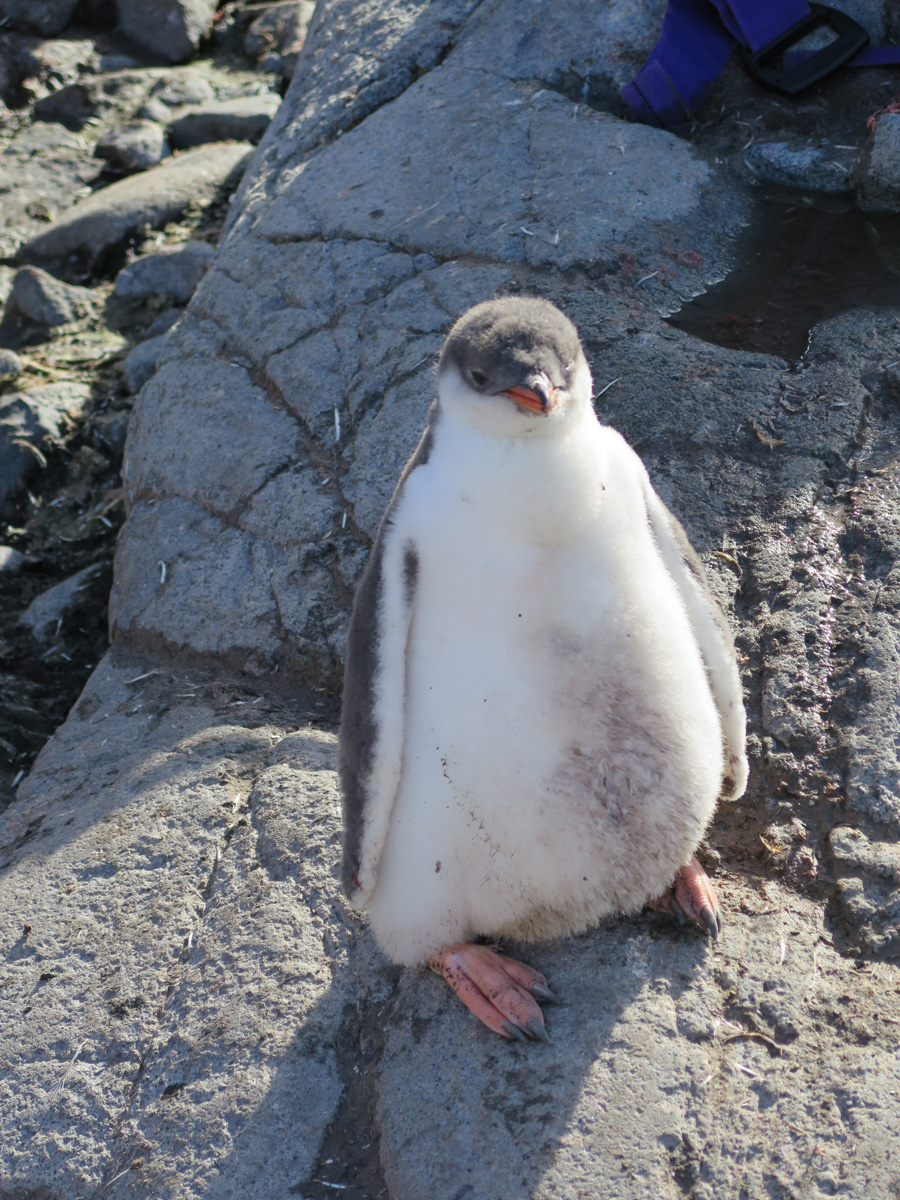 Port Lockroy