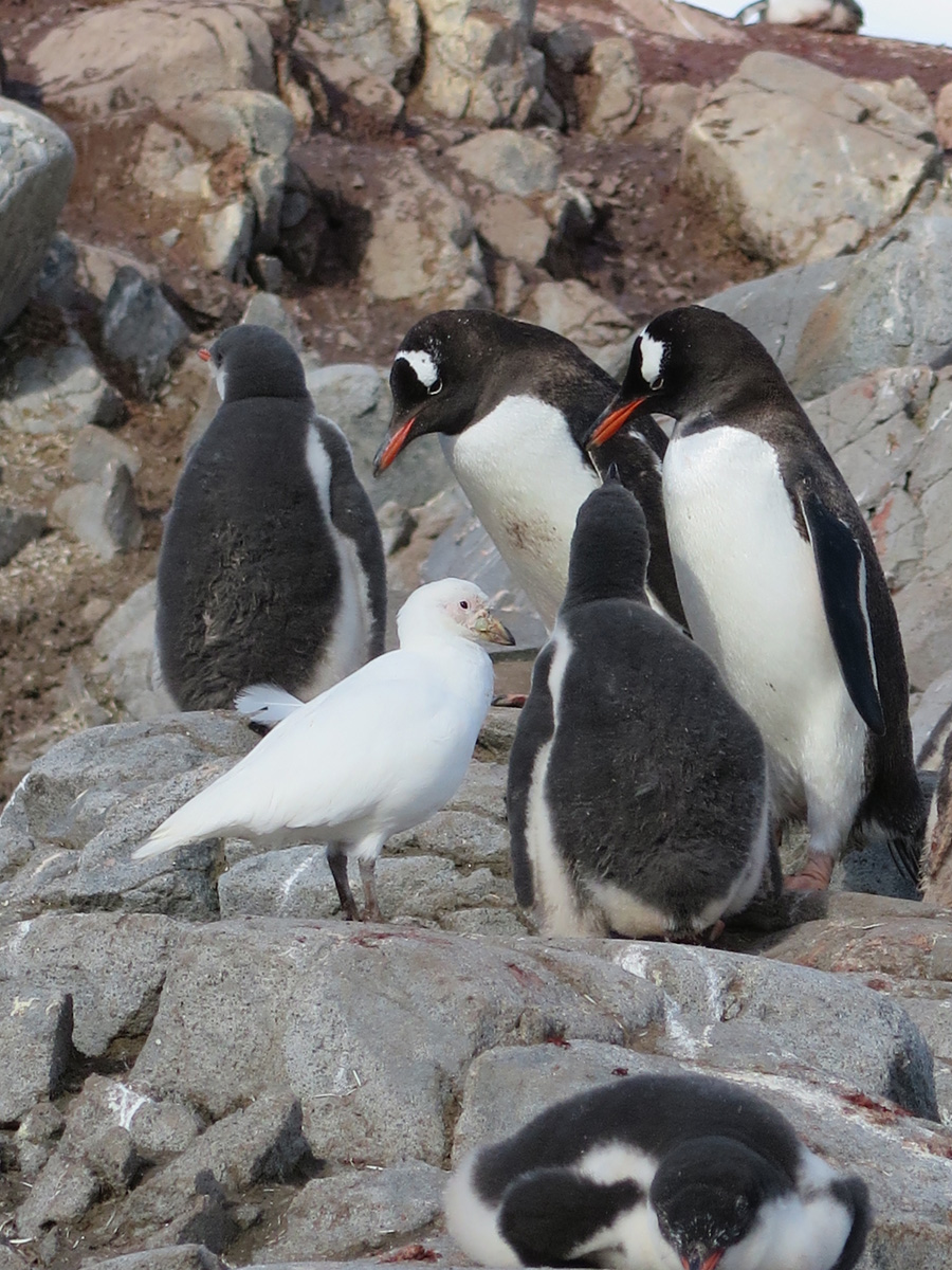 Port Lockroy