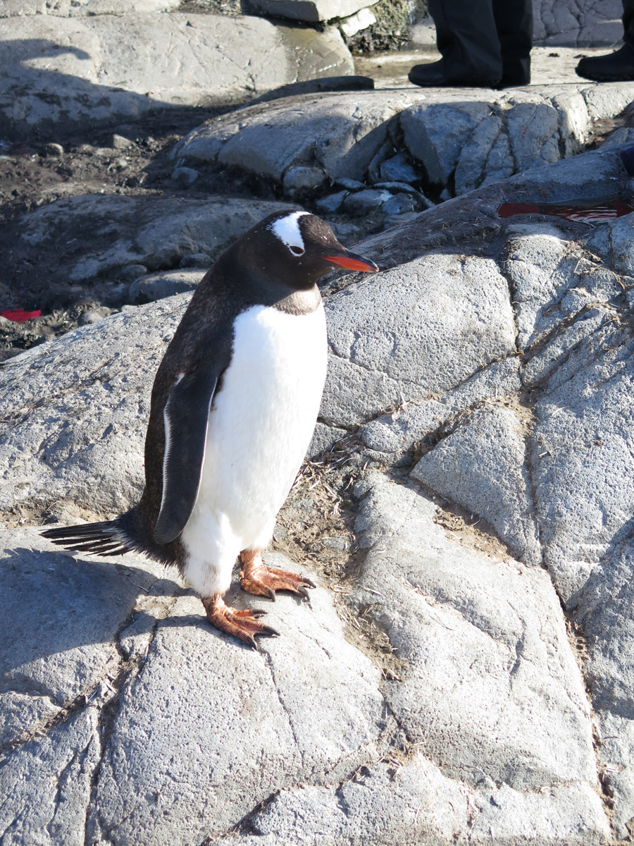 Port Lockroy