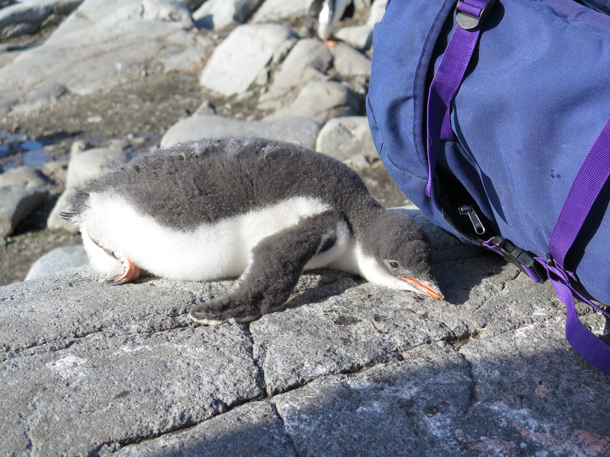 Port Lockroy