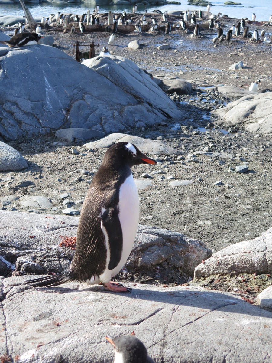 Port Lockroy