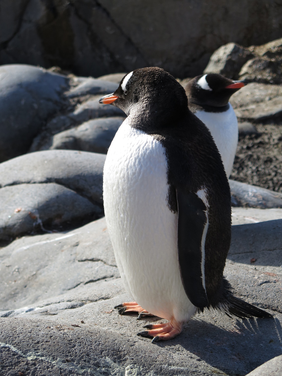 Port Lockroy