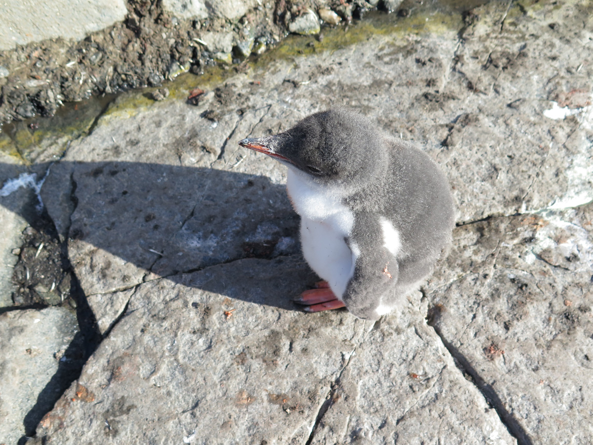 Port Lockroy