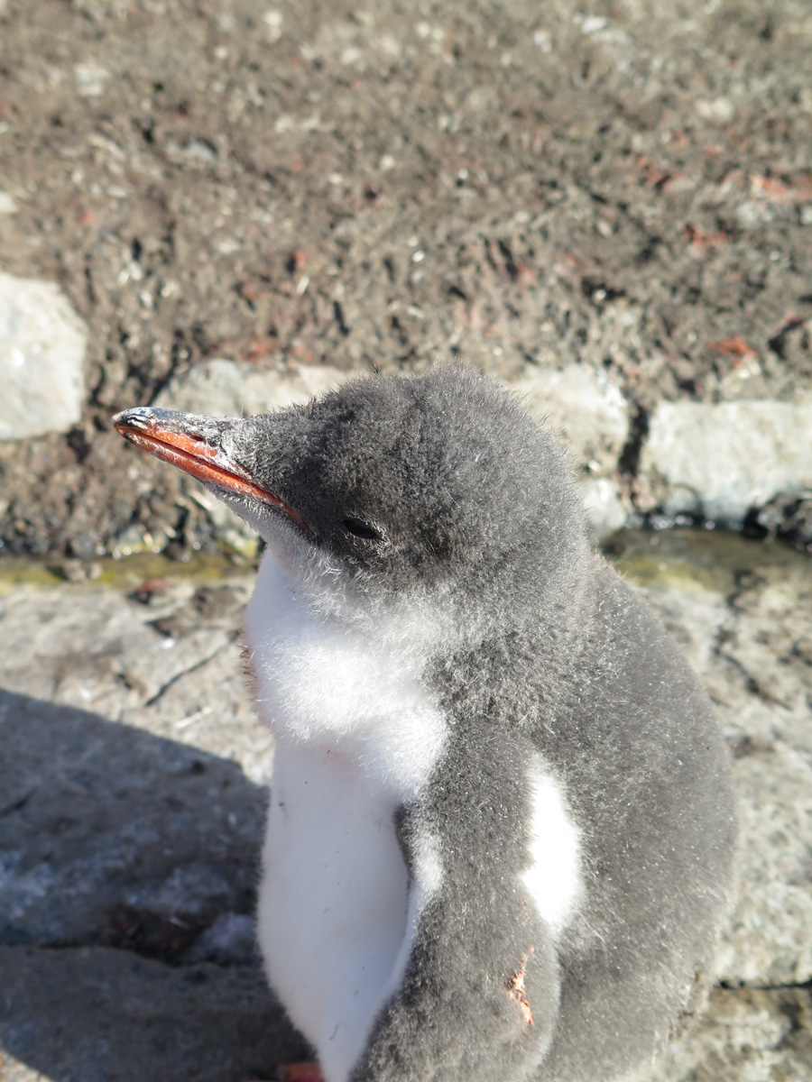 Port Lockroy