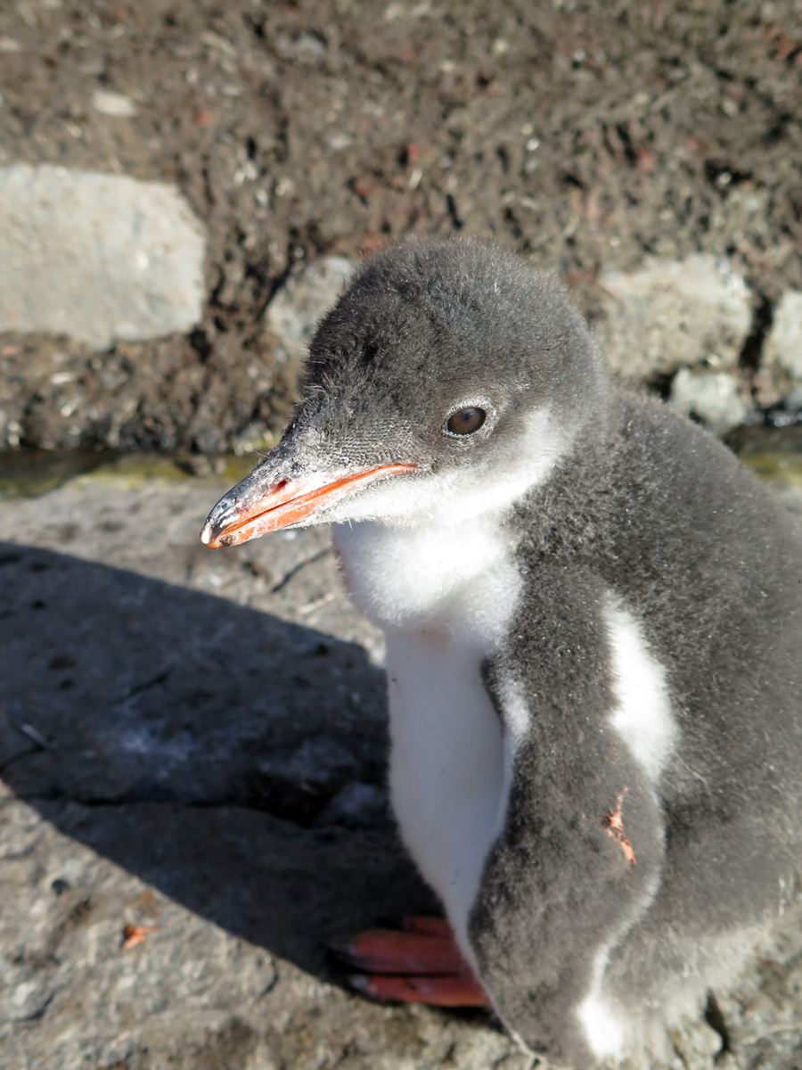 Port Lockroy