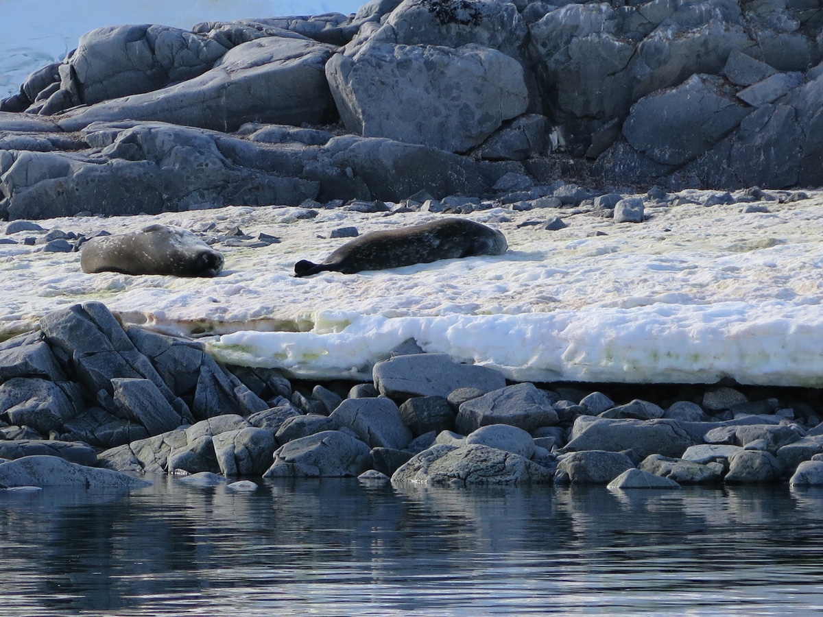 Port Lockroy, Weddell Seals