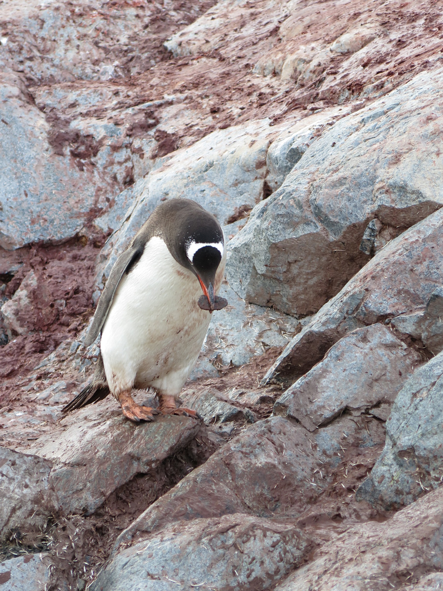 Petermann Island, Working with nest stones