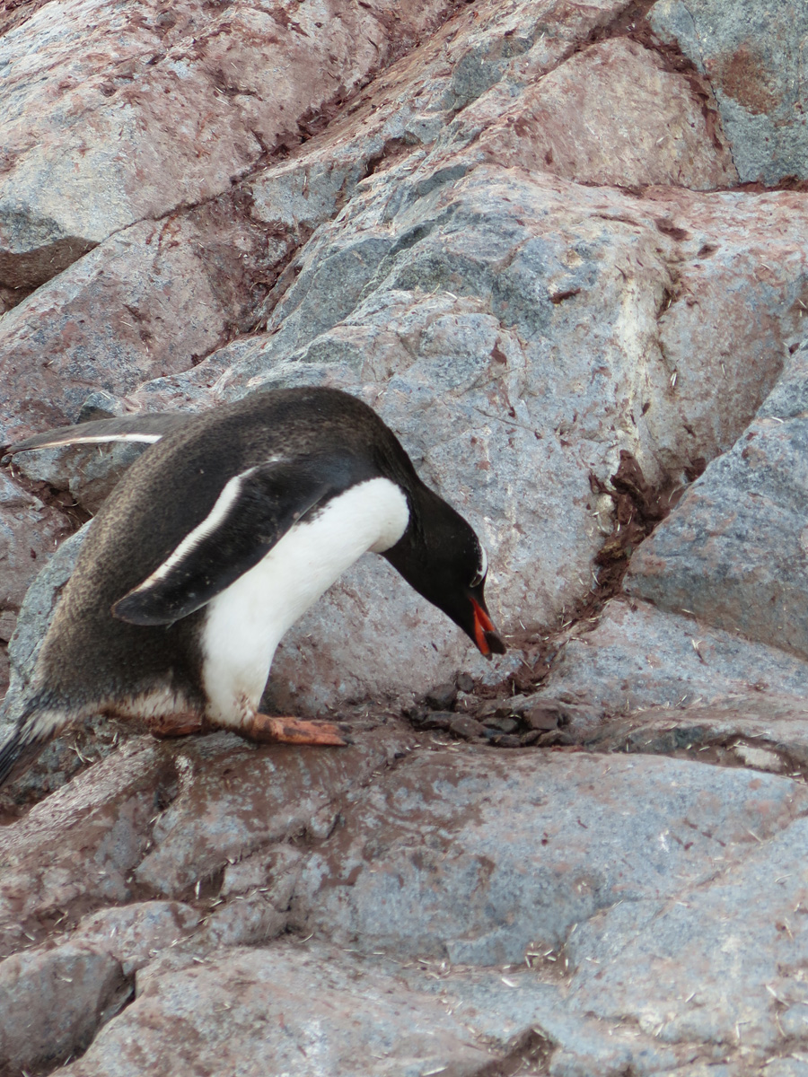 Petermann Island, Working with nest stones