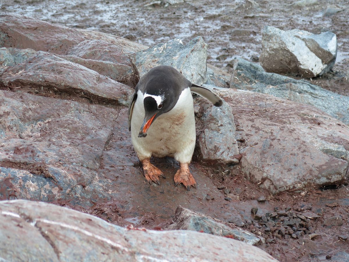 Petermann Island, Working with nest stones