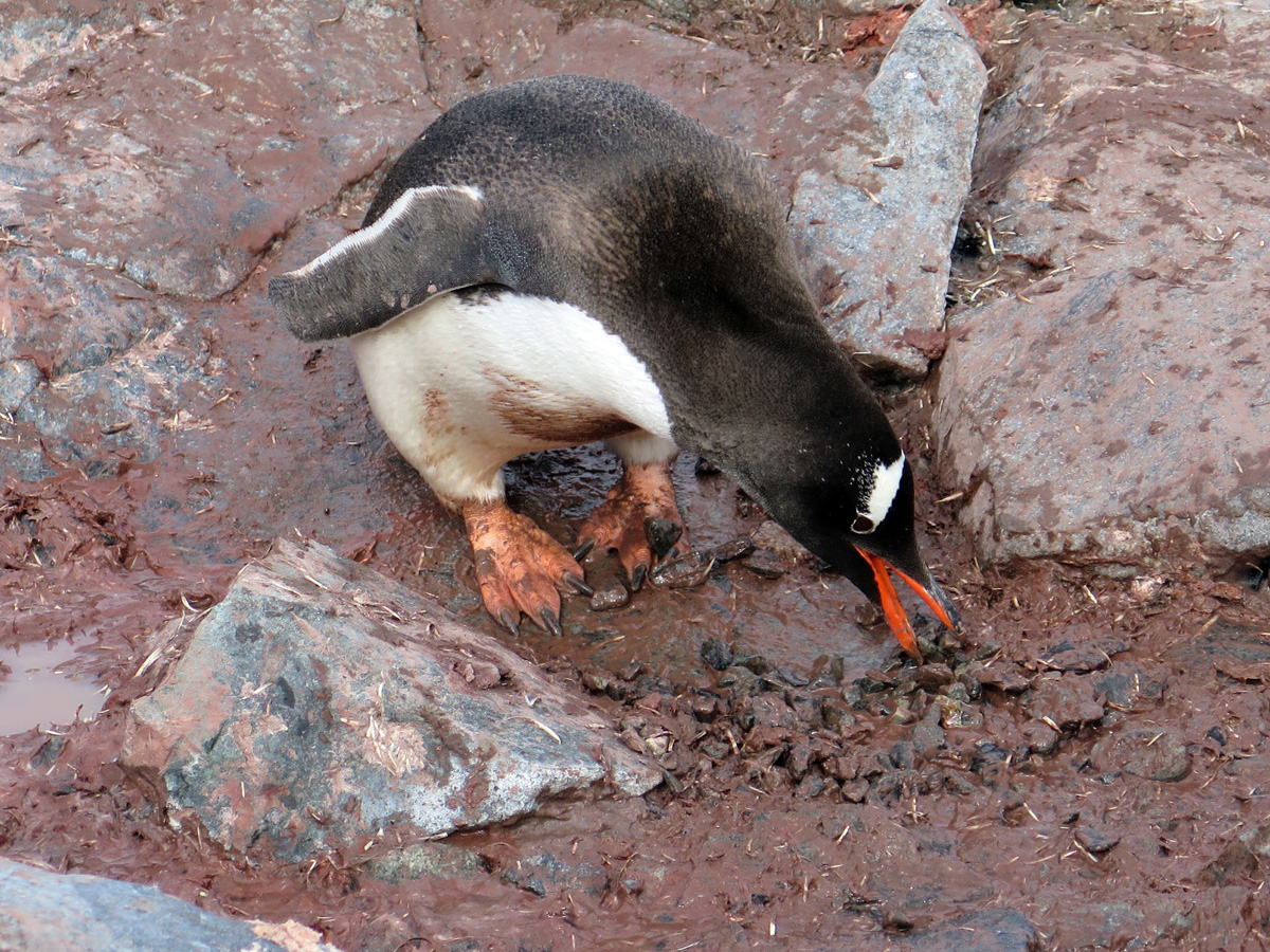 Petermann Island, Working with nest stones