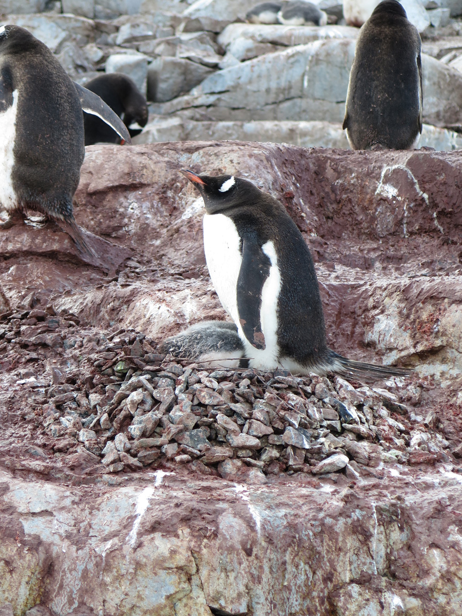 Petermann Island