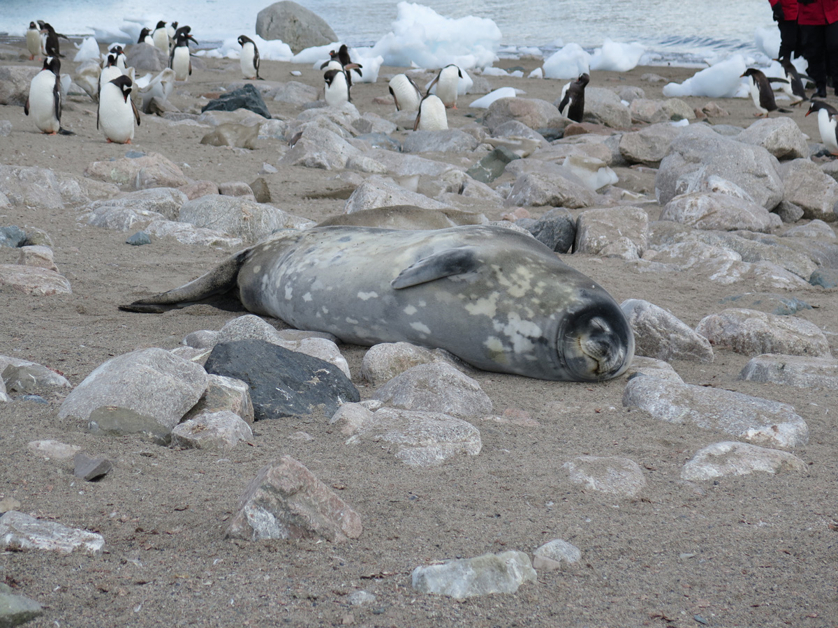 Neko Habrour, Weddell Seal
