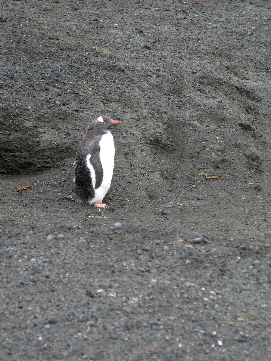 Deception Island