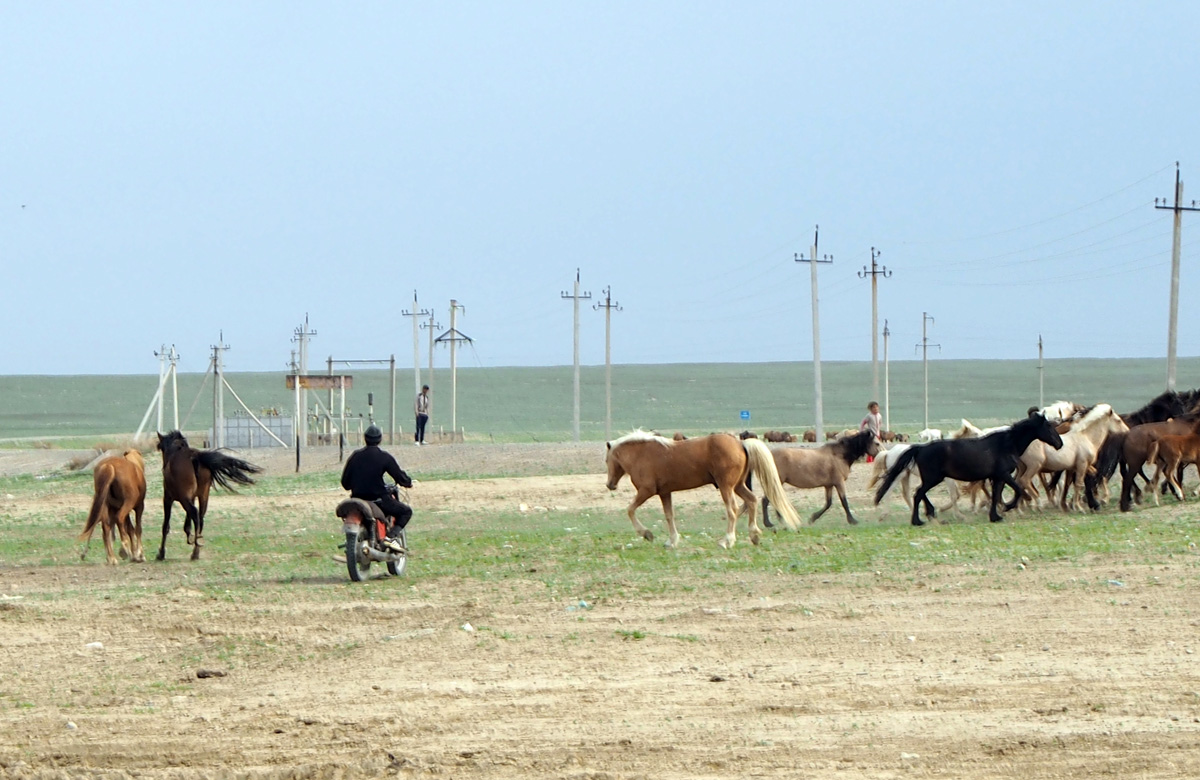 Aral Sea, Motorcycle herding horses
