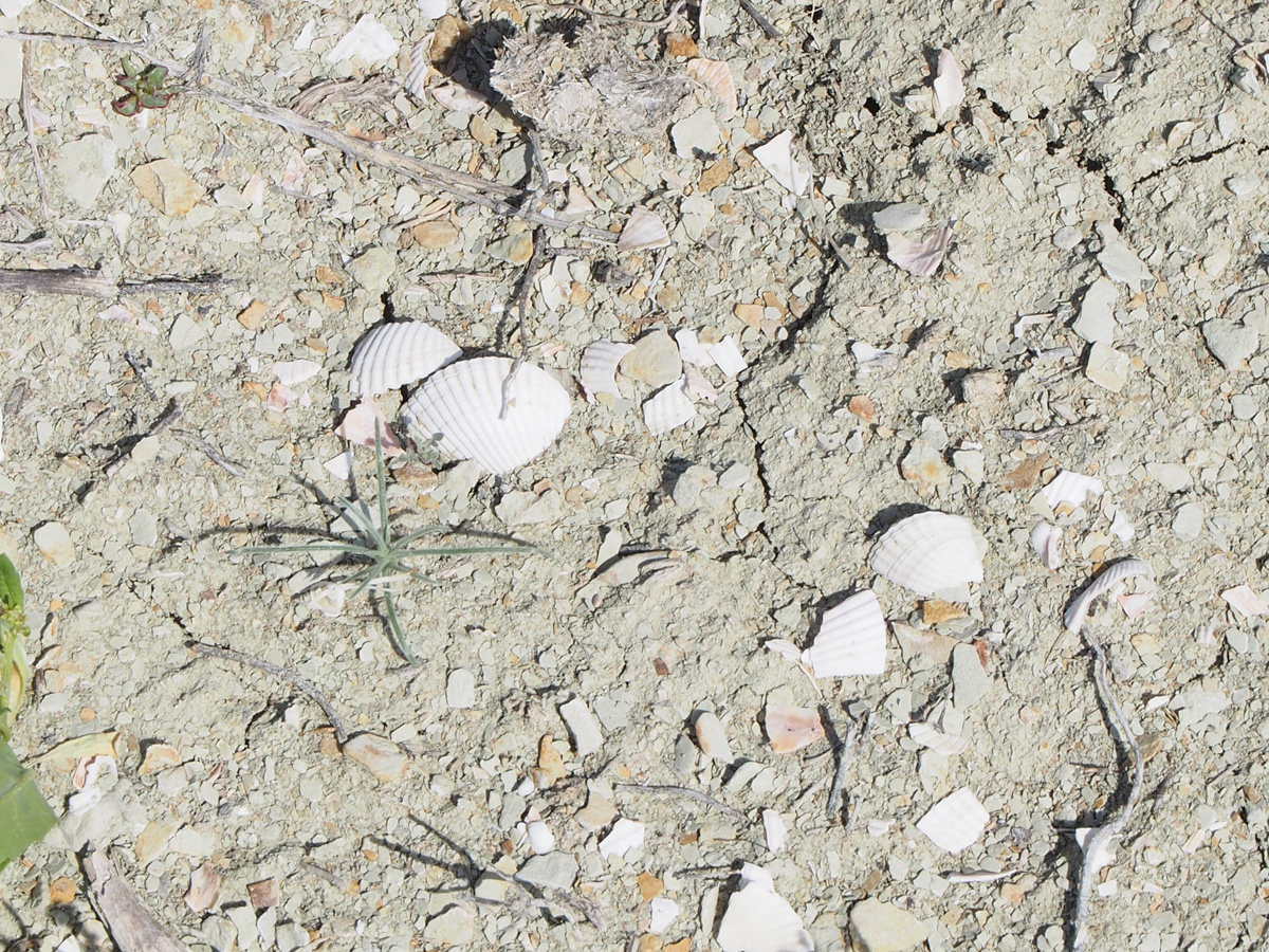 Aral Sea, Sea shells on the dry sea bed