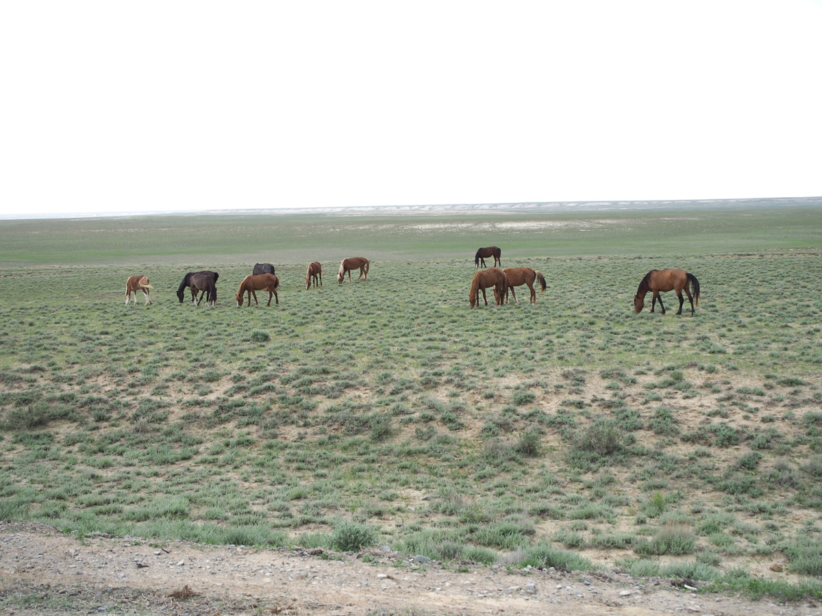 Kokaral Dam, 46 miles South of Aralsk
