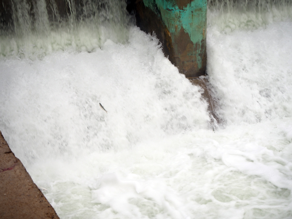 Kokaral Dam, Downstream: Fish trying to return to the Aral Sea