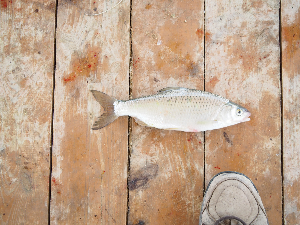 Kokaral Dam, Aral Sea carp