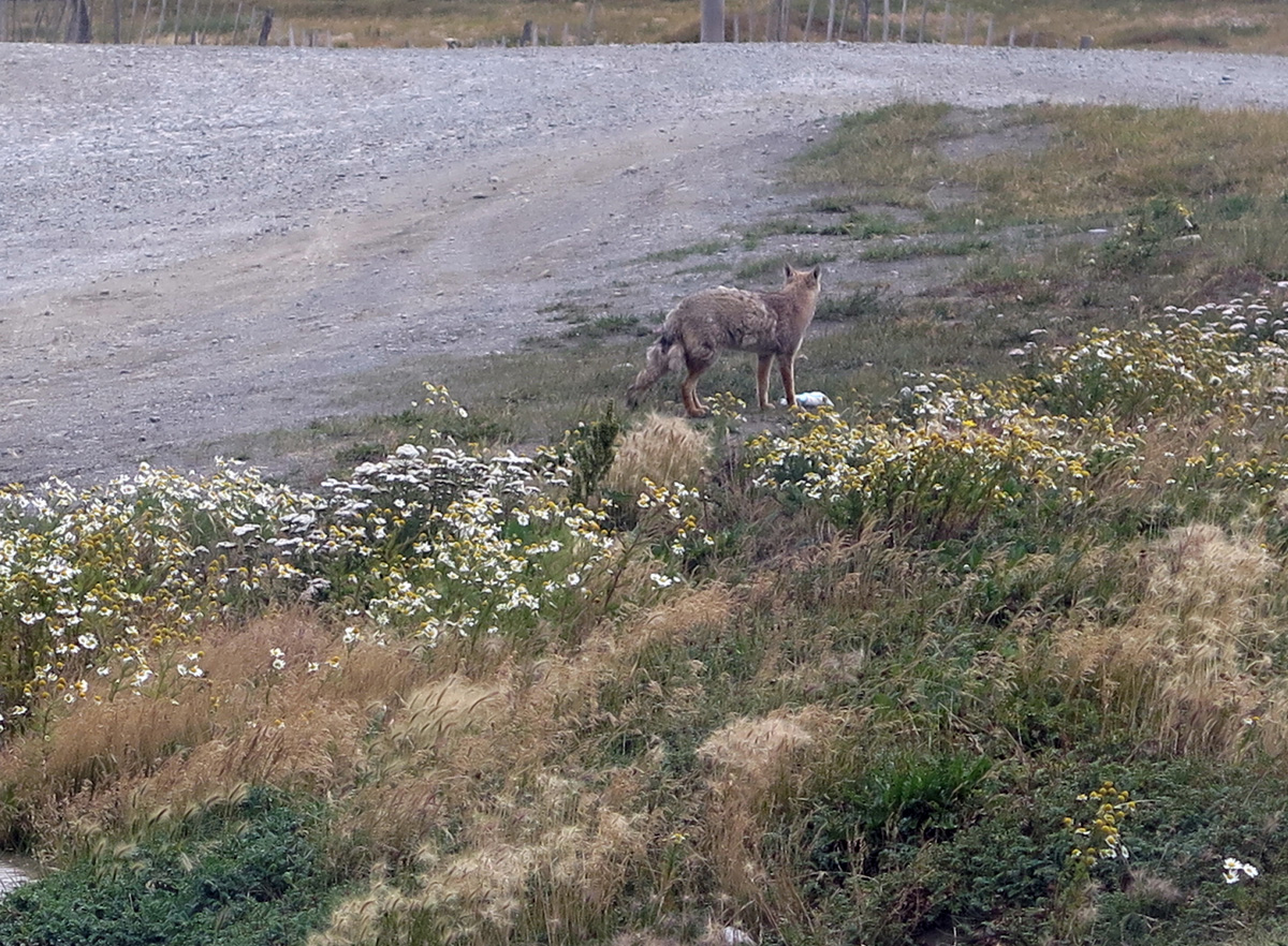 Ushaia to Punta Arenas, Fox (?) at border crossing