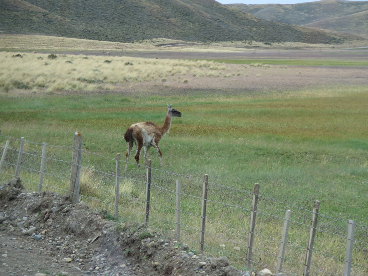 Ushaia to Punta Arenas, Guanacos