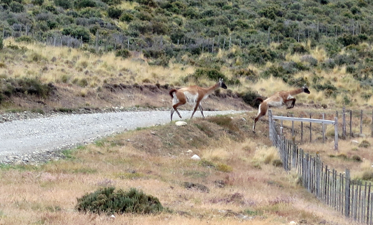 Ushaia to Punta Arenas, Guanacos