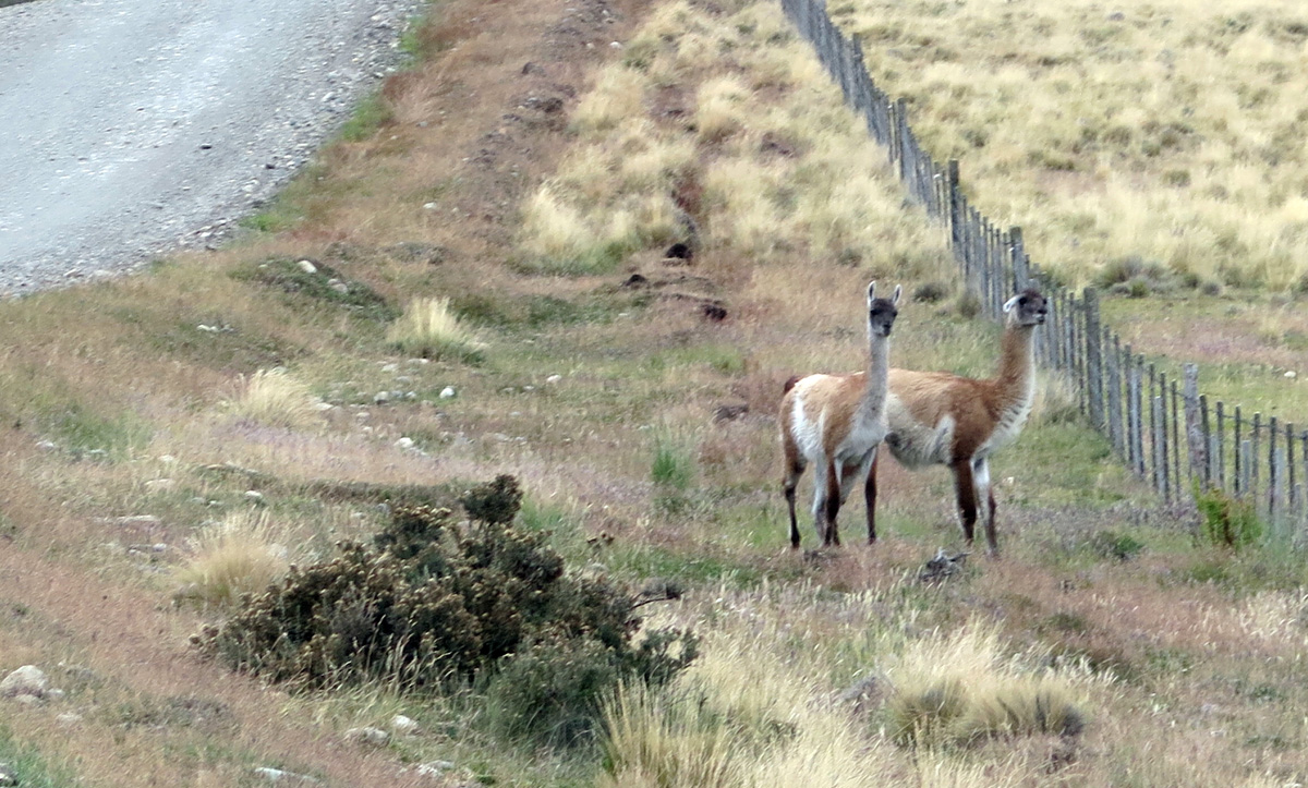 Ushaia to Punta Arenas, Guanacos