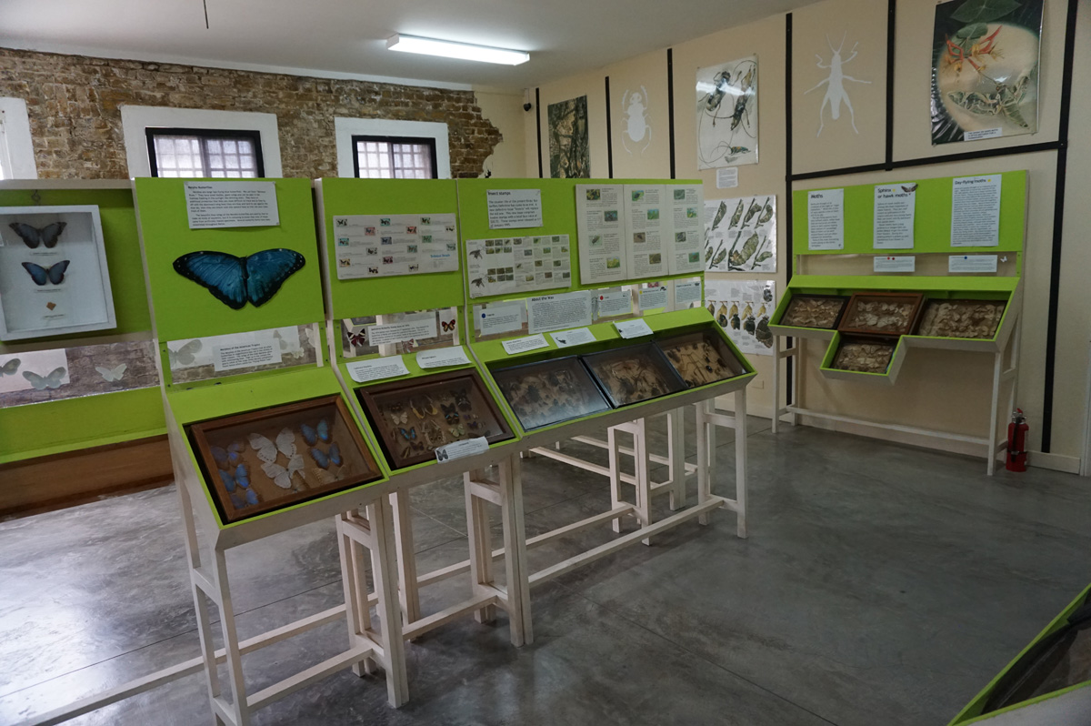Belize City, Many butterflies!