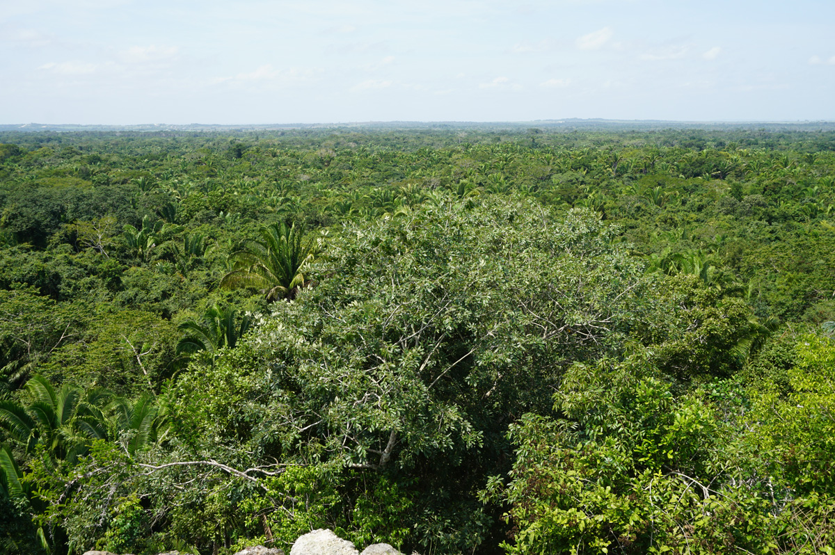 Lamanai, View from HighTemple