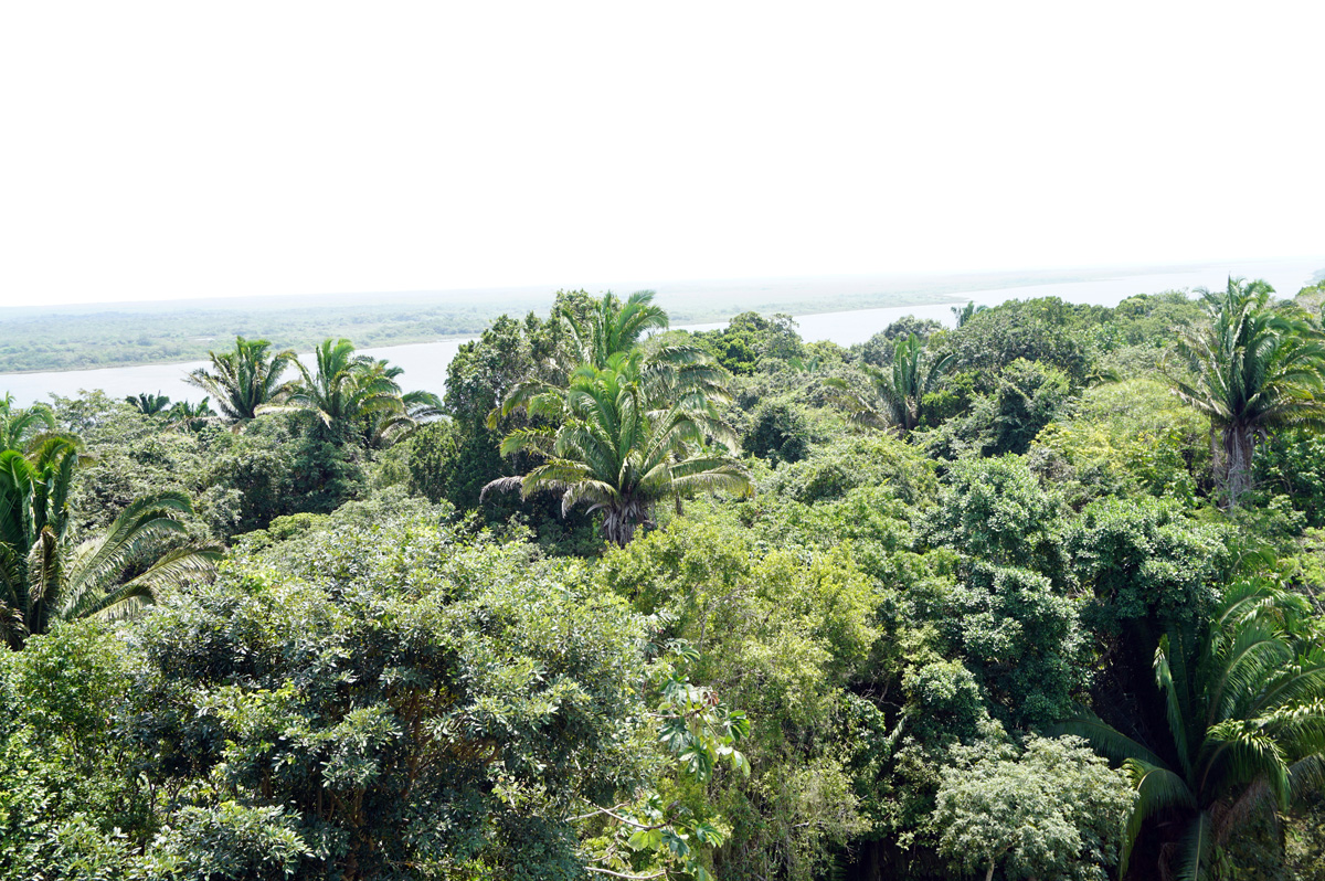 Lamanai, View from HighTemple