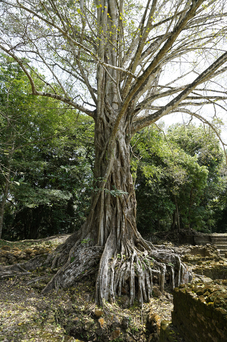 Lamanai