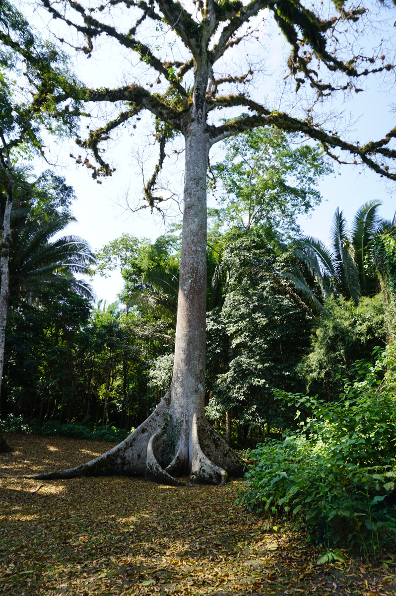 Caracol