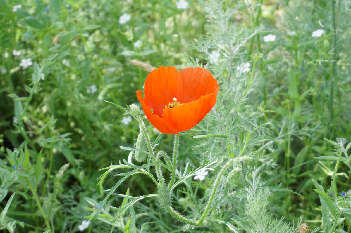 Kazakhstan May 2016