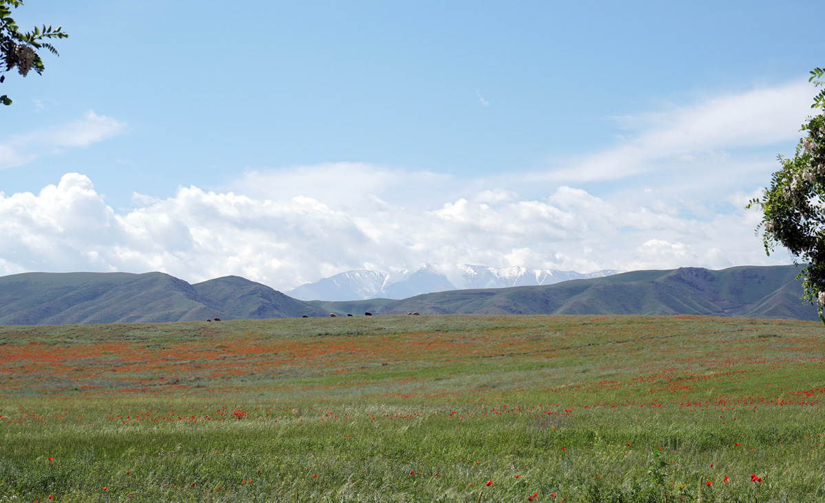 Kazakhstan May 2016, Fields of Poppies, 7 miles W of Almaty