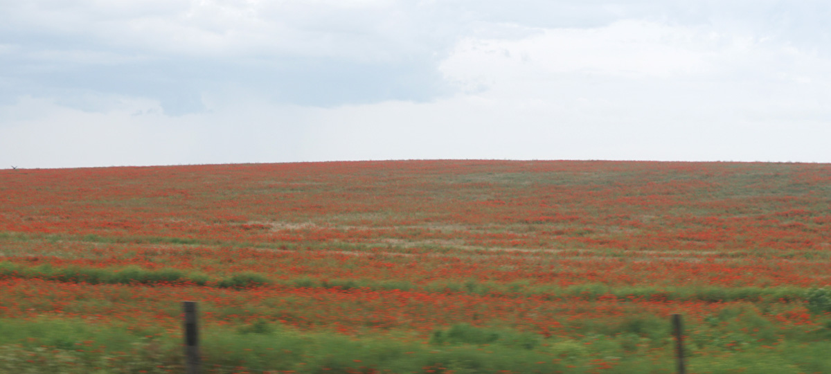 Almaty to Shymkent, Poppies, 57 miles West of Almaty