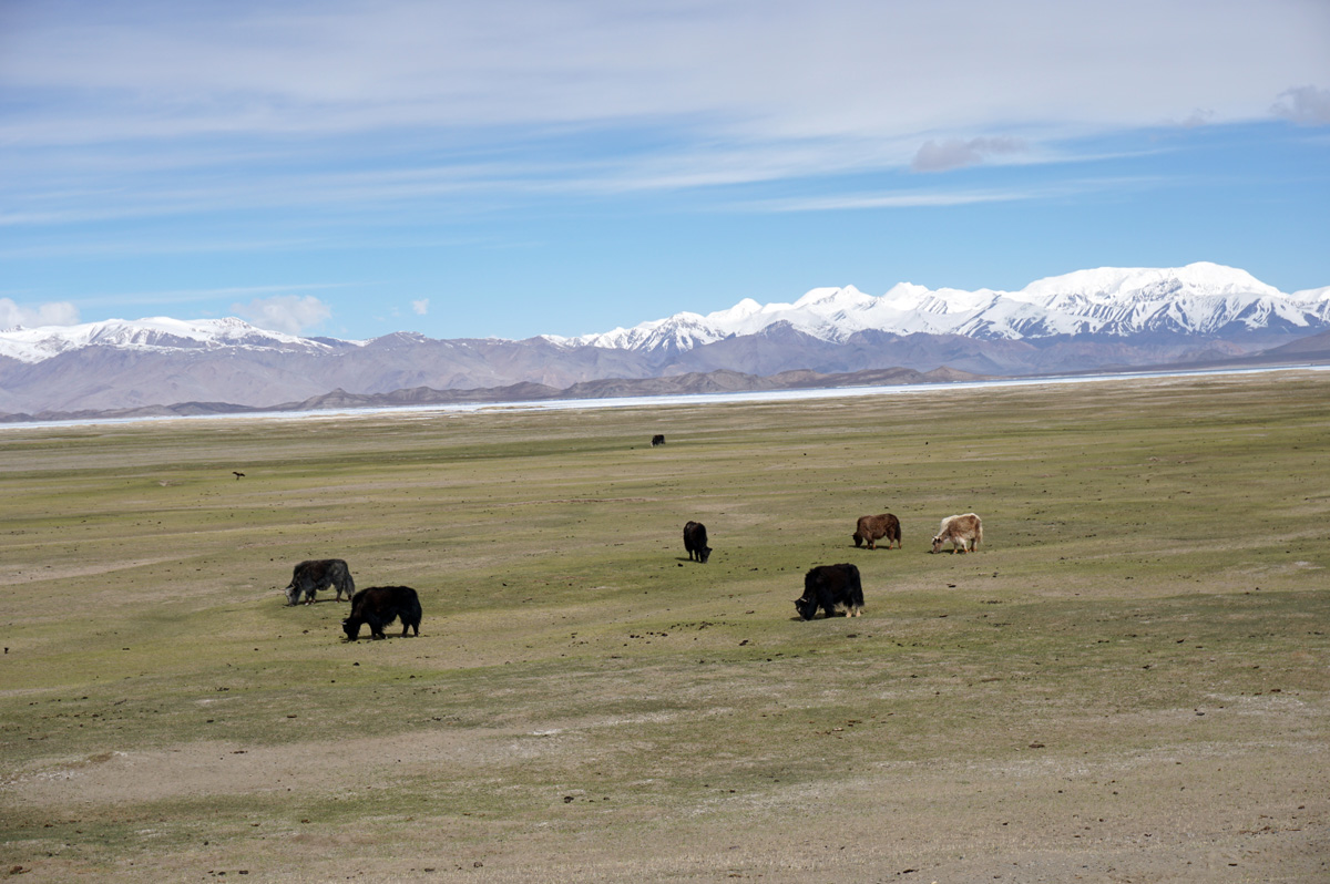 Murghab-Border, Yak, near Karakol